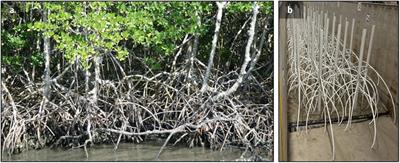 Prototype-Scale Physical Model of Wave Attenuation Through a Mangrove Forest of Moderate Cross-Shore Thickness: LiDAR-Based Characterization and Reynolds Scaling for Engineering With Nature